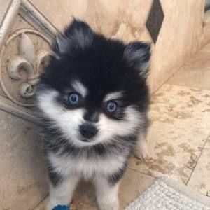 Meet your Posher, Darlene